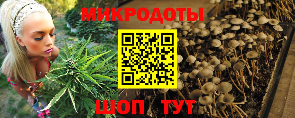 Псилоцибиновые грибы мицелий Кубинка